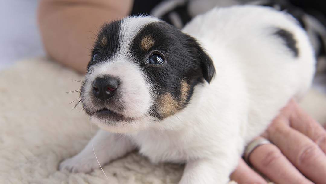 When Do Puppies Open Their Eyes? Eye Opening Facts Purina